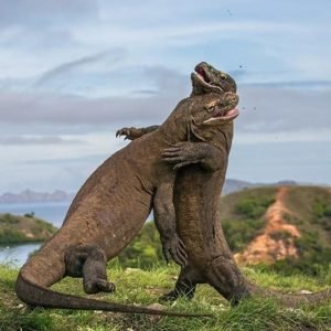 Komodo National Park: Where Wilderness Meets the Depths - Divers Union