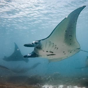 Komodo National Park: Where Wilderness Meets the Depths - Divers Union