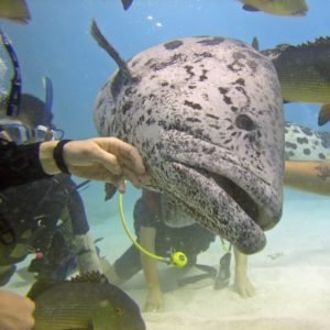 Hands Off, Hearts On: The Negative Impact of Touching Marine Creatures - Divers Union