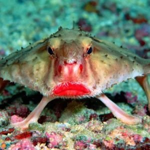 A Fish with Style: Red Lipped Batfish's Bold Lipstick Choices - Divers Union