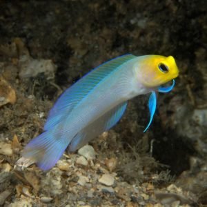 Yellowhead Jawfish: Masters of Parenting and Sandy Architecture - Divers Union