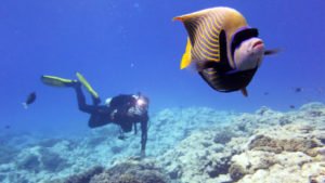 Aitutaki, Cook Islands: Where Paradise Meets Vibrant Submarine Life - Divers Union