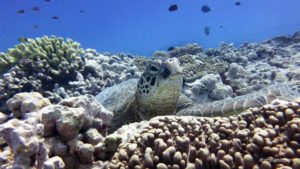 Aitutaki, Cook Islands: Where Paradise Meets Vibrant Submarine Life - Divers Union