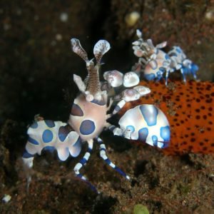 Harlequin Shrimp: Crafted and Painted by Nature - Divers Union