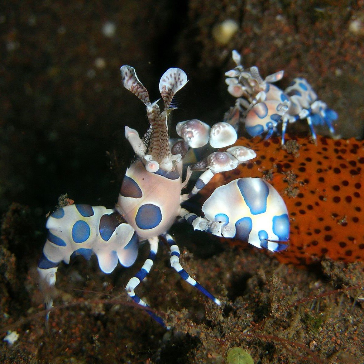 Harlequin Shrimp: Crafted and Painted by Nature - Divers Union