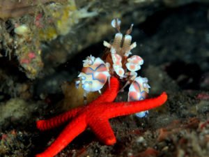 Harlequin Shrimp: Crafted and Painted by Nature - Divers Union