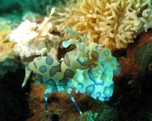 Harlequin Shrimp: Crafted and Painted by Nature - Divers Union