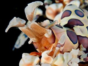 Harlequin Shrimp: Crafted and Painted by Nature - Divers Union