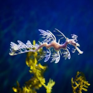 Nature's Illusionists: The Leafy Sea Dragon - Divers Union