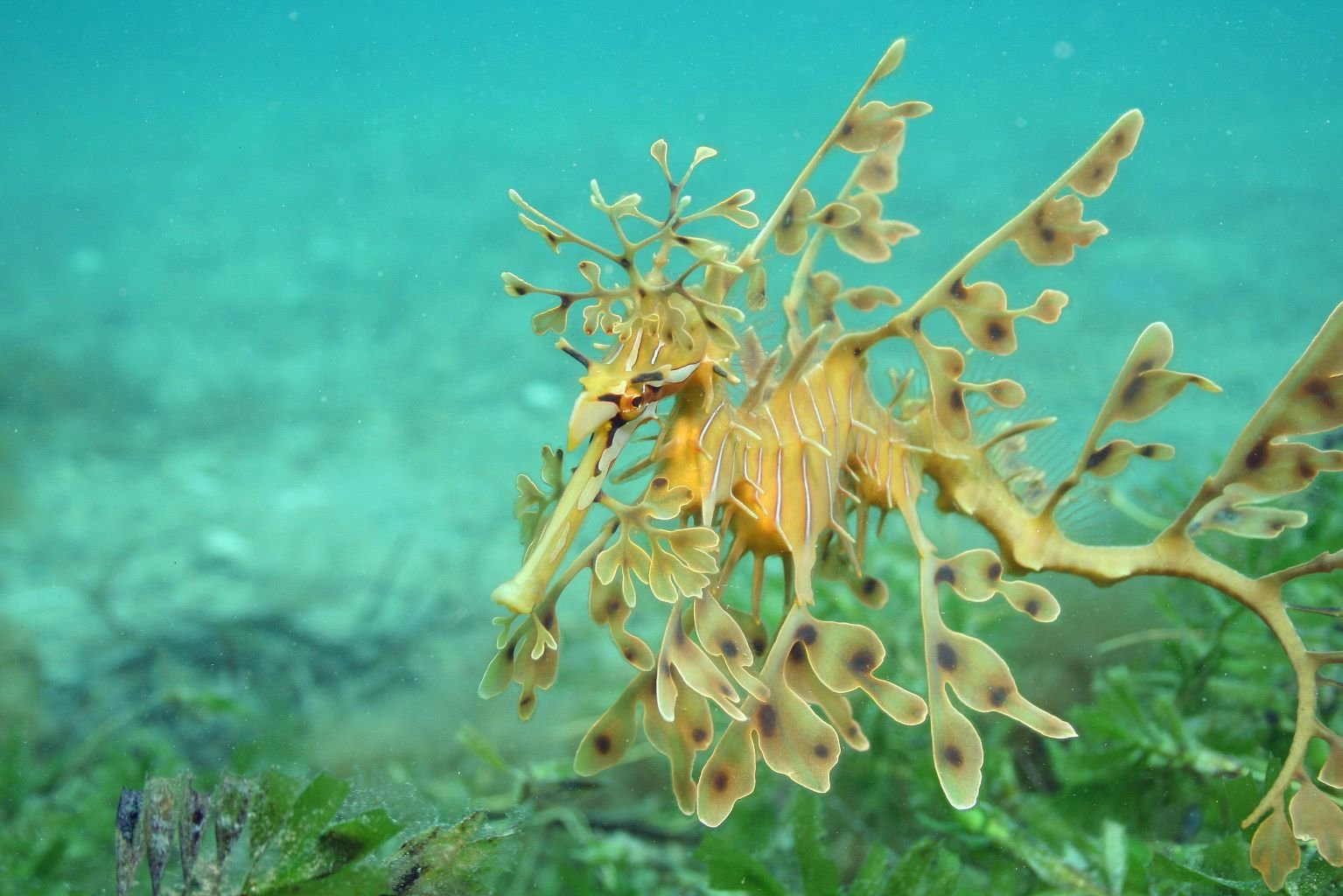 Nature's Illusionists: The Leafy Sea Dragon - Divers Union