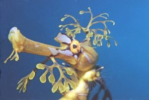 Nature's Illusionists: The Enchanting Leafy Sea Dragon - Divers Union