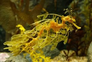 Nature's Illusionists: The Enchanting Leafy Sea Dragon - Divers Union
