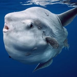 Not Your Average Fish: Meet the Ocean Sunfish (Mola Mola)! - Divers Union