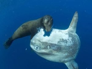 Not Your Average Fish: Meet the Ocean Sunfish (Mola Mola)! - Divers Union