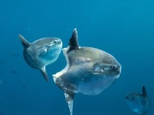 Not Your Average Fish: Meet the Ocean Sunfish (Mola Mola)! - Divers Union
