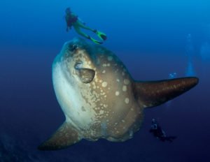 Not Your Average Fish: Meet the Ocean Sunfish (Mola Mola)! - Divers Union