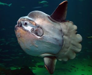 Not Your Average Fish: Meet the Ocean Sunfish (Mola Mola)! - Divers Union