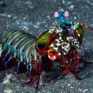 The Peacock Mantis Shrimp: Bullet-Like Strikes of Rainbow - Divers Union