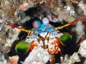 The Peacock Mantis Shrimp: Bullet-Like Strikes of Rainbow - Divers Union