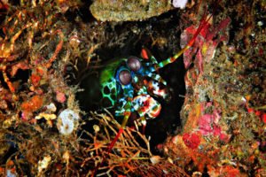 The Peacock Mantis Shrimp: Bullet-Like Strikes of Rainbow - Divers Union