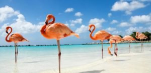 Discovering Bonaire: A Dive into Caribbean Beauty and Dutch Charm - Divers Union