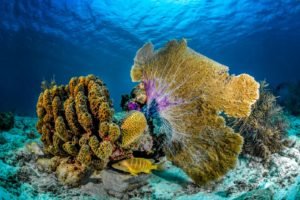 Discovering Bonaire: A Dive into Caribbean Beauty and Dutch Charm - Divers Union