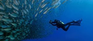 Discovering Bonaire: A Dive into Caribbean Beauty and Dutch Charm - Divers Union
