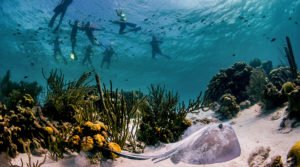 Discovering Bonaire: A Dive into Caribbean Beauty and Dutch Charm - Divers Union