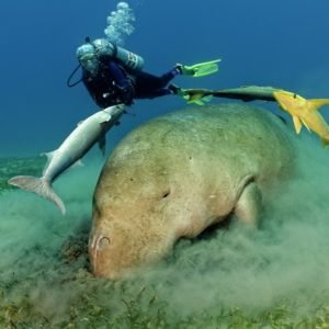 Dugongs: Tranquil Giants of the Sea - Divers Union
