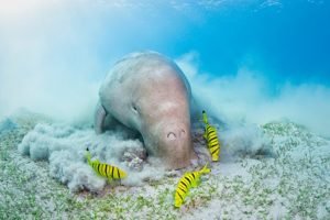 Dugongs: Tranquil Giants of the Sea - Divers Union
