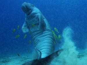 Dugongs: Tranquil Giants of the Sea - Divers Union