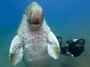 Dugongs: Tranquil Giants of the Sea - Divers Union