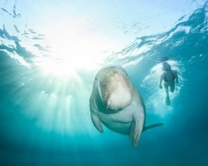 Dugongs: Tranquil Giants of the Sea - Divers Union