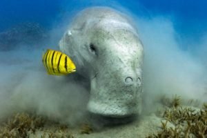 Dugongs: Tranquil Giants of the Sea - Divers Union