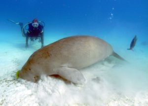 Dugongs: Tranquil Giants of the Sea - Divers Union