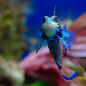 Mandarinfish: A Love Story Underwater - Divers Union