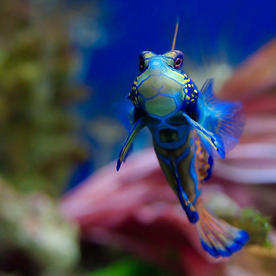 Mandarinfish: A Love Story Underwater - Divers Union