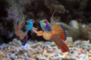 Mandarinfish: A Love Story Underwater - Divers Union