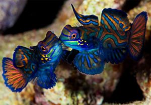 Mandarinfish: A Love Story Underwater - Divers Union
