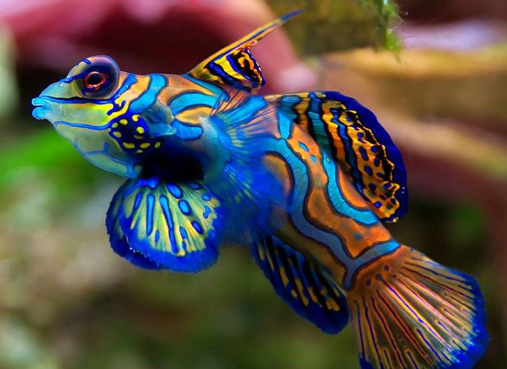Mandarinfish: A Love Story Underwater - Divers Union
