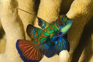 Mandarinfish: A Love Story Underwater - Divers Union