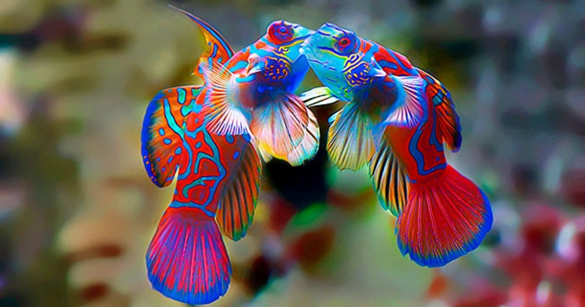 Mandarinfish: A Love Story Underwater - Divers Union