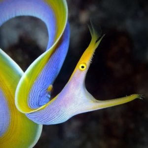 Beyond Blue: The Intriguing Lifecycle of Ribbon Eels - Divers Union