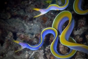 Beyond Blue: The Intriguing Lifecycle of Ribbon Eels - Divers Union