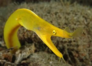 Beyond Blue: The Intriguing Lifecycle of Ribbon Eels - Divers Union