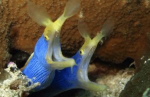 Beyond Blue: The Intriguing Lifecycle of Ribbon Eels - Divers Union