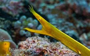 Beyond Blue: The Intriguing Lifecycle of Ribbon Eels - Divers Union