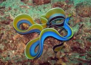 Beyond Blue: The Intriguing Lifecycle of Ribbon Eels - Divers Union