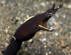 Beyond Blue: The Intriguing Lifecycle of Ribbon Eels - Divers Union