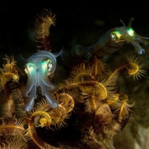 Anilao, Philippines: A Macro Photographer's Paradise - Divers Union